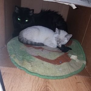 Meet your Posher, Aryanna